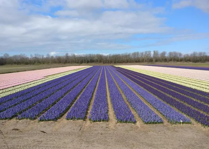 Tiny House Boatshed B&B 4*